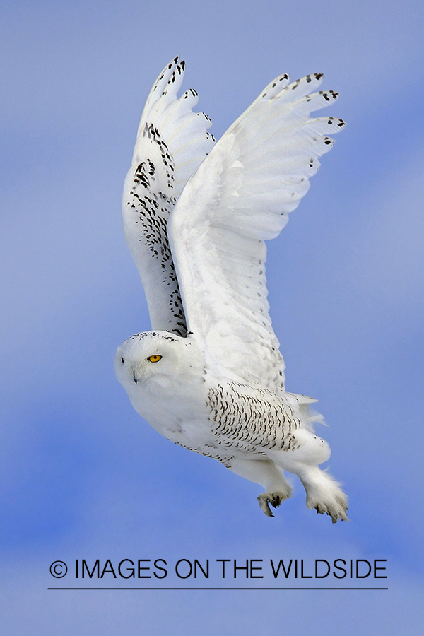 Snowy Owl in flight.