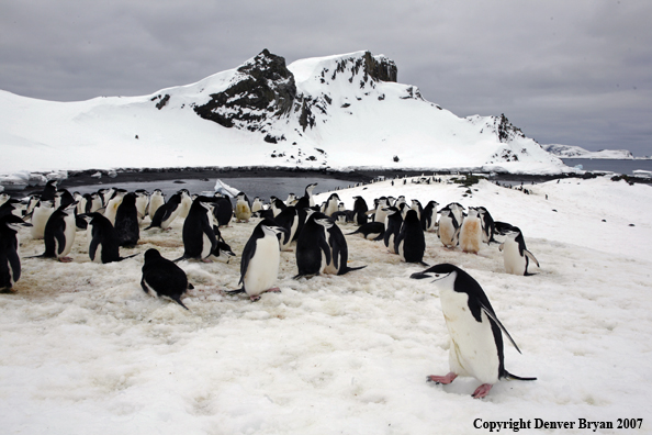 Chinstrap penguin in habitat