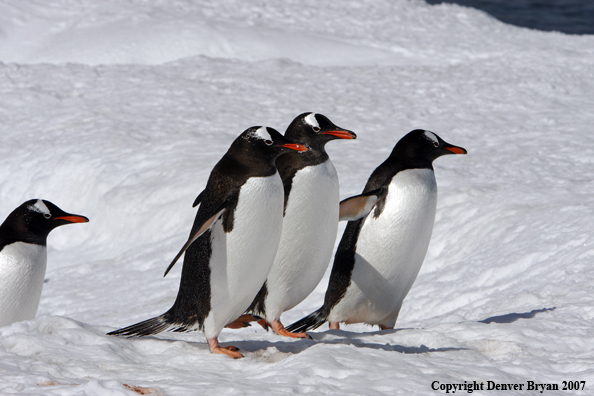 Gentoo Penguin in habitat