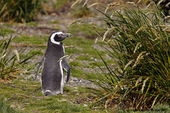 Magellanic Penguin in habitat