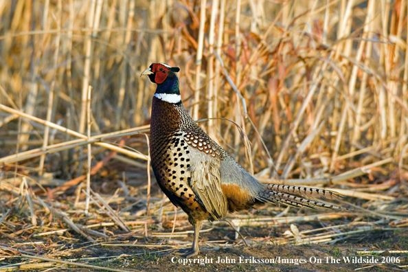 Ring-necked pheasant in habitat.