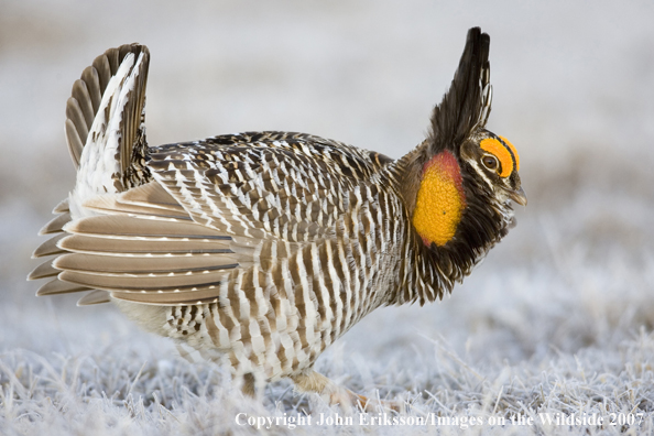 Greater Prairie Chicken in habitat.