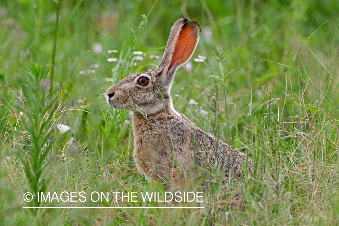 Black-tailed Jackrabbit in habitat.