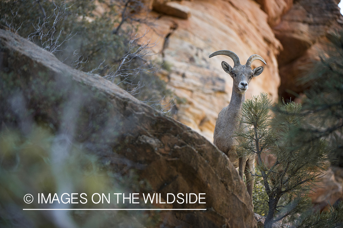 Bighorn sheep in habitat.