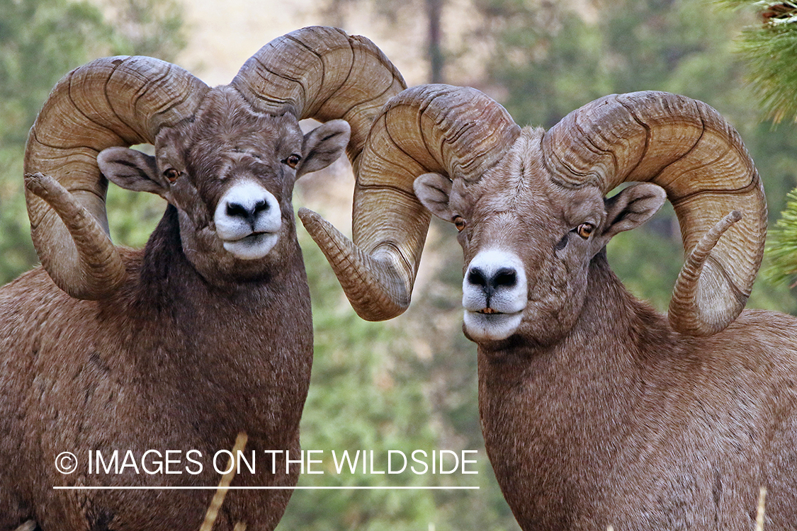 Group of Rocky Mountain Bighorn rams in field.