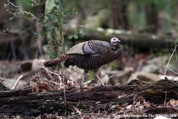 Eastern Wild Turkey in habitat