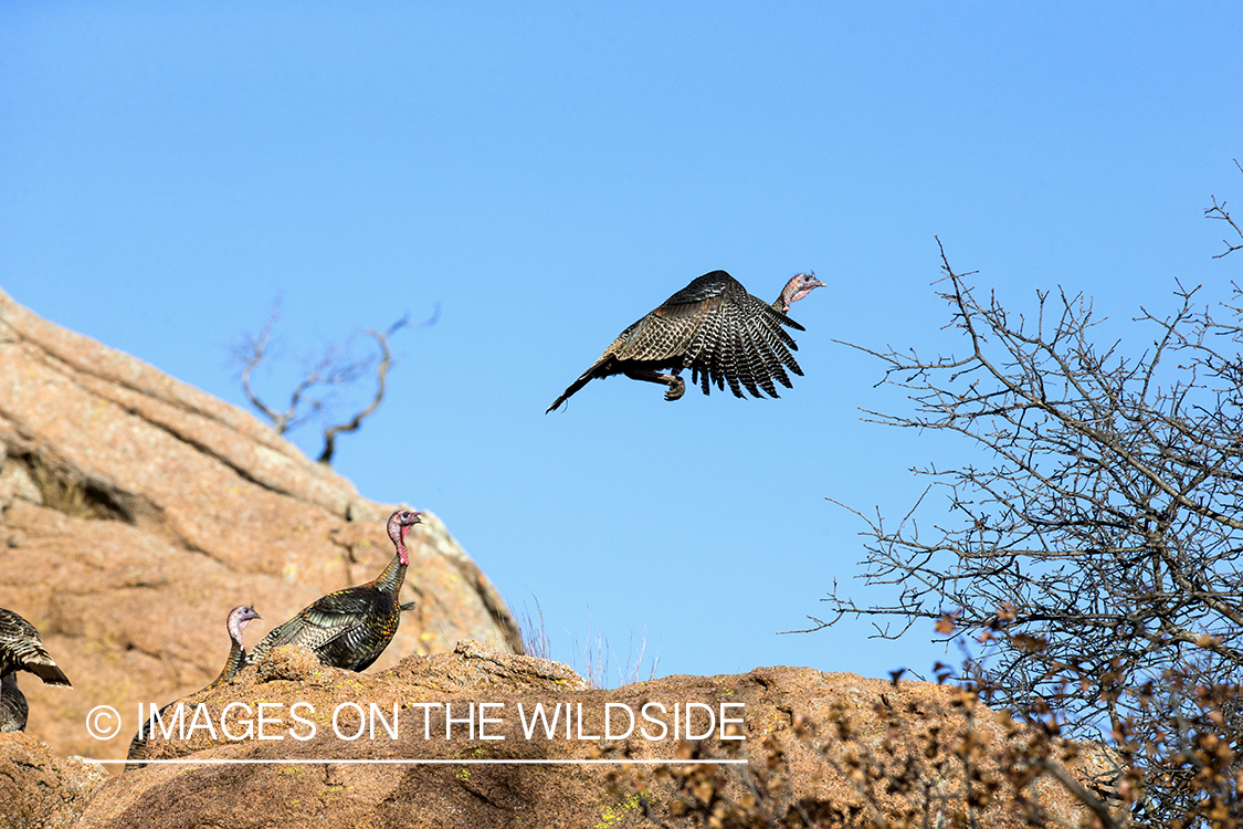 Rio Grande Turkeys flying.