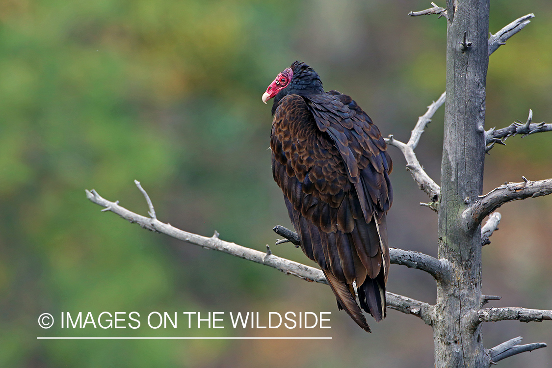 Turkey Vulture on branch.