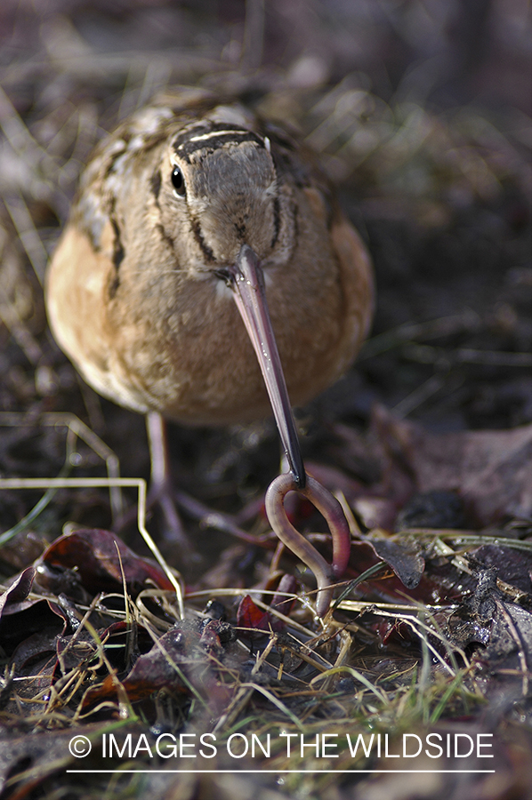 Woodcock feeding on earthworm.