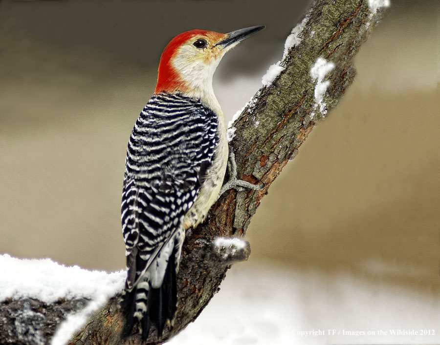 Redbellied Woodpecker in habitat.