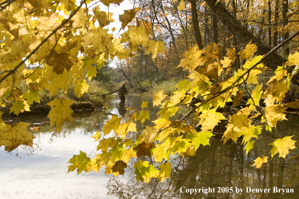 Flyfisherman wading in small stream in fall colors.