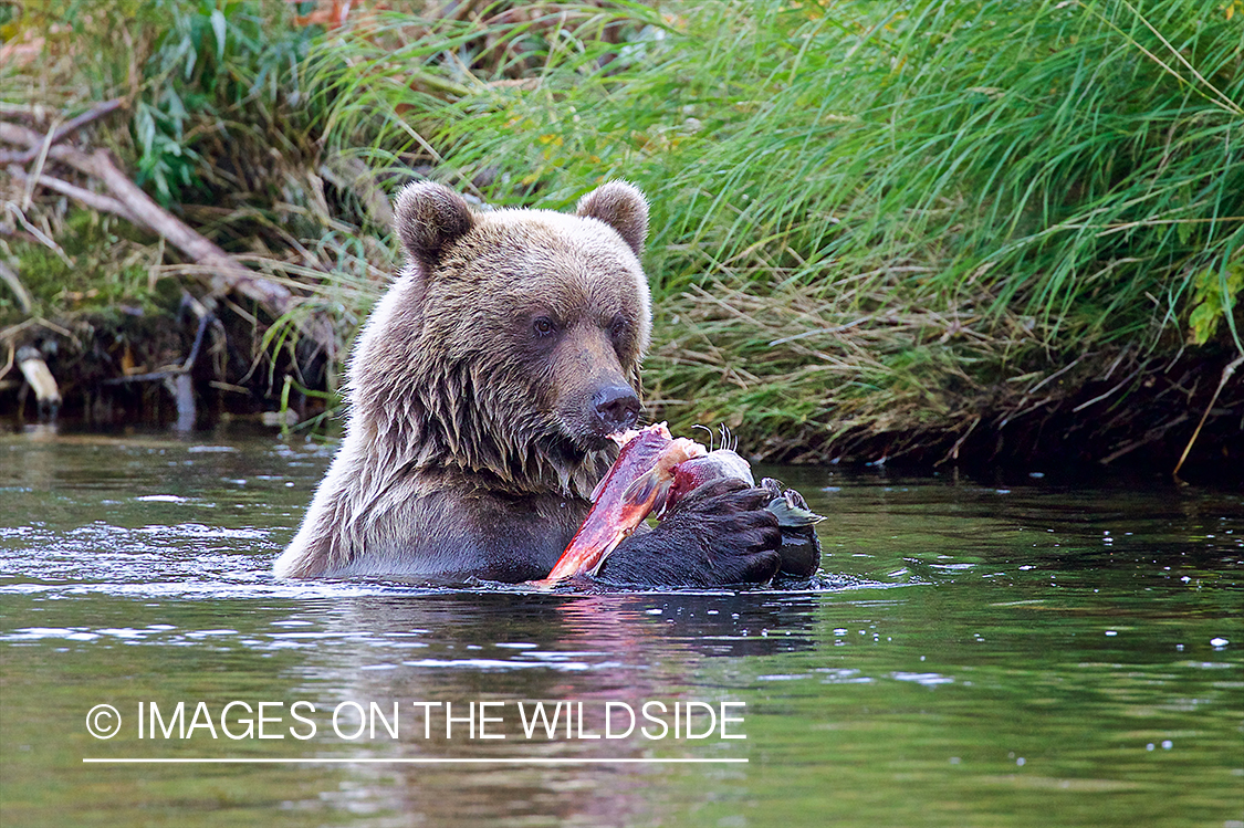 Brown Bear eating Salmon.