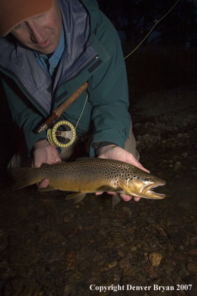 Flyfisherman with brown trout at dusk.  Closeup of trout.