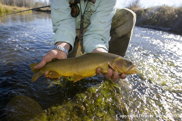 Flyfisherman with Snake River cutthroat trout.