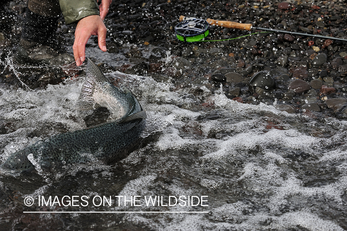 Flyfisher releasing rainbow trout.