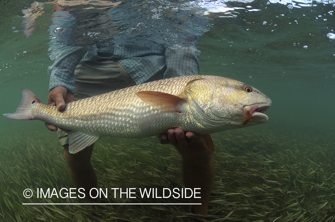 Flyfisherman releasing redfish.