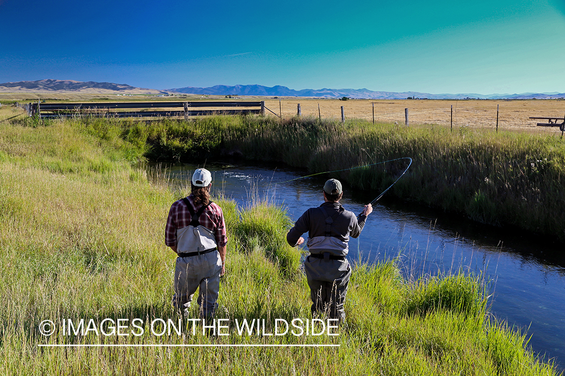 Flyfishermen fighting trout in irrigation ditch.