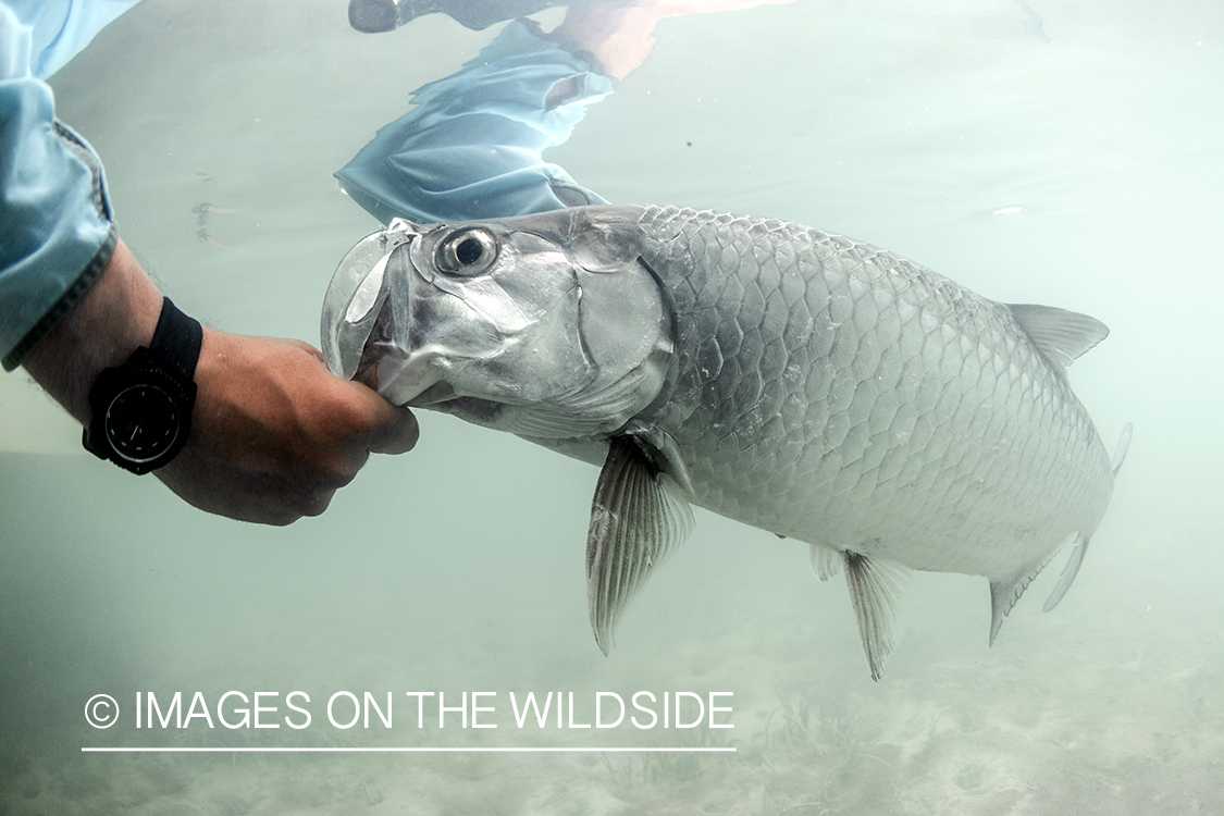 Flyfisherman releasing tarpon.