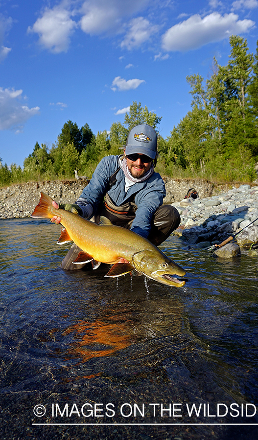 Flyfisherman releasing bull trout.