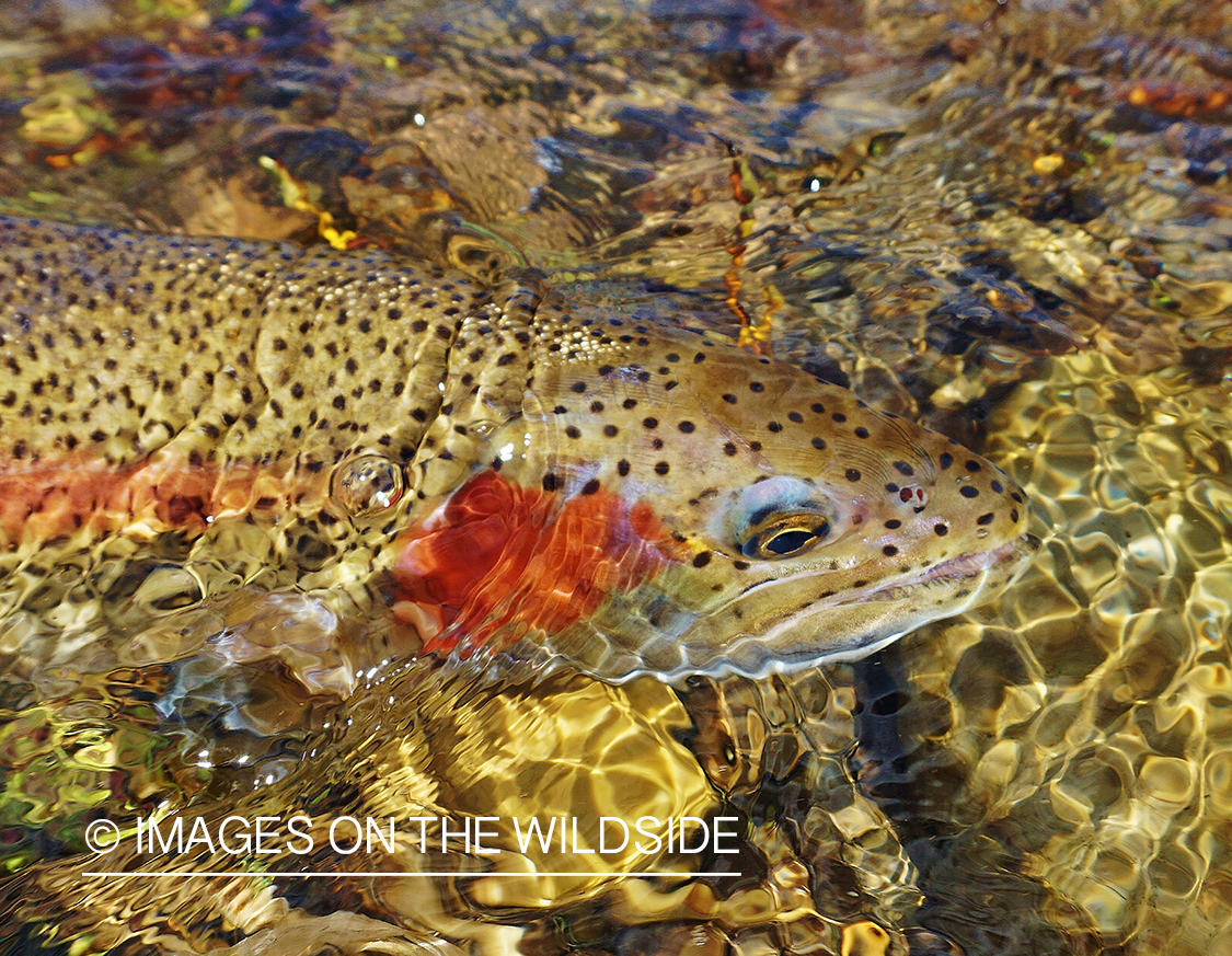 Rainbow Trout in stream.