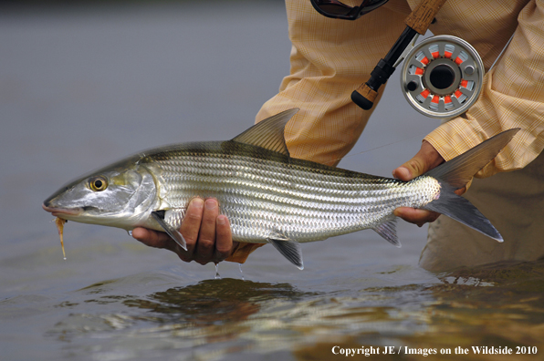 Saltwater Flyfisherman with nice Bonefish catch