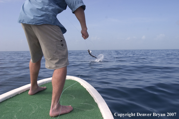 Flyfisherman with jumping/fighting tarpon