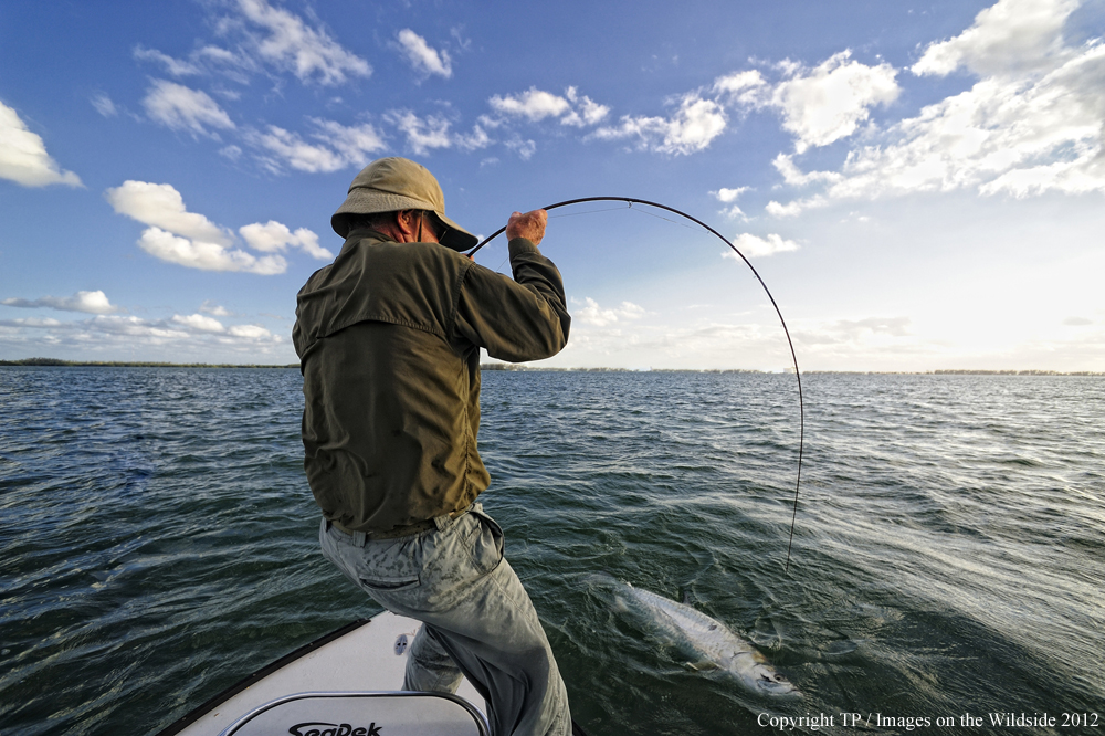 Flyfisherman with Tarpon. 