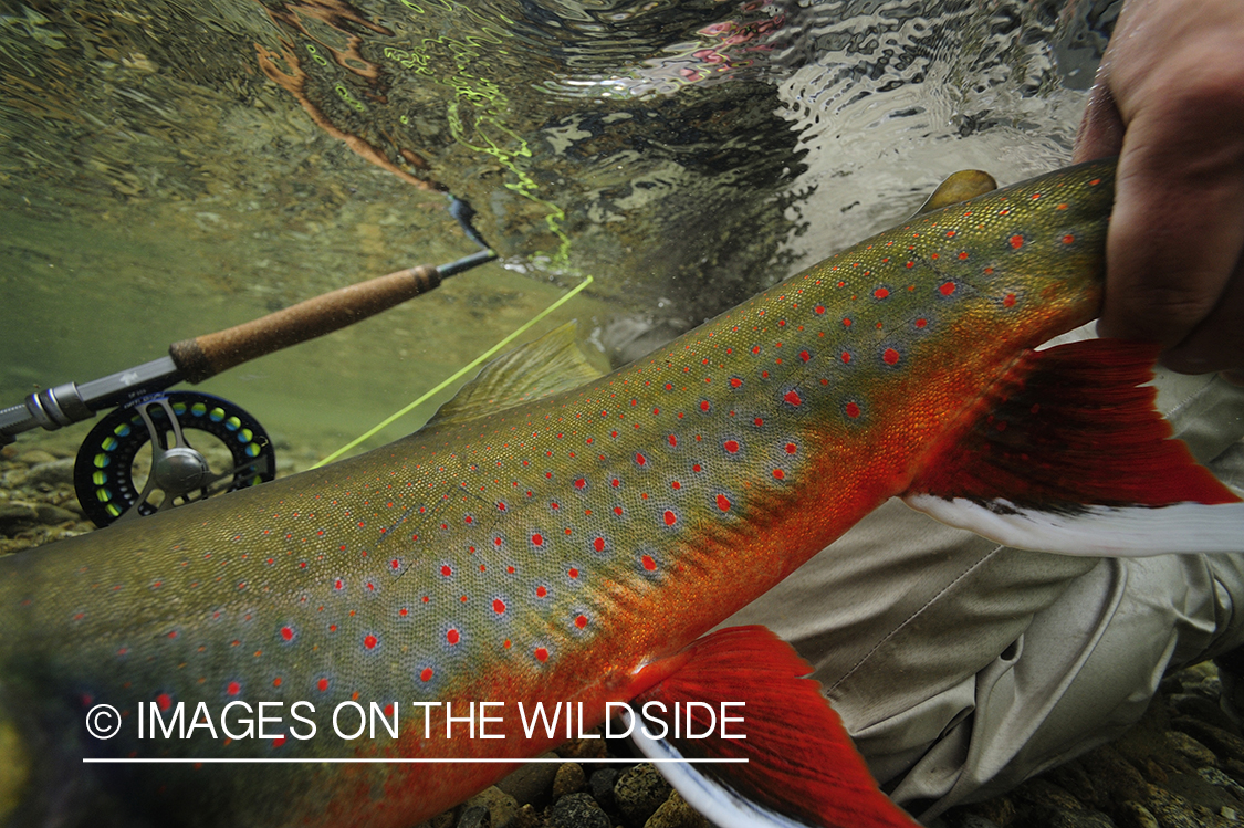 Fisherman releasing an Artic Char.