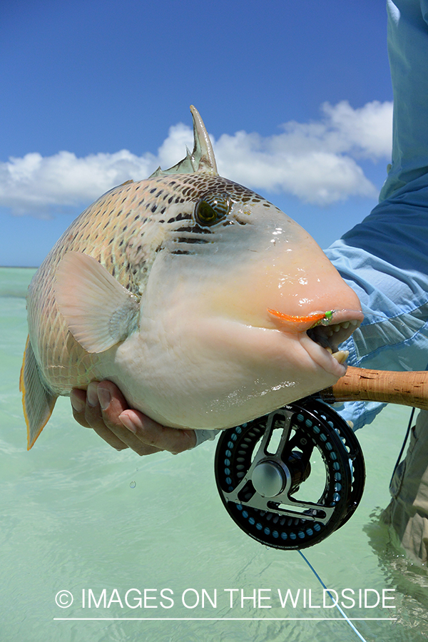 Saltwater flyfisherman releasing triggerfish, Christmas Island.