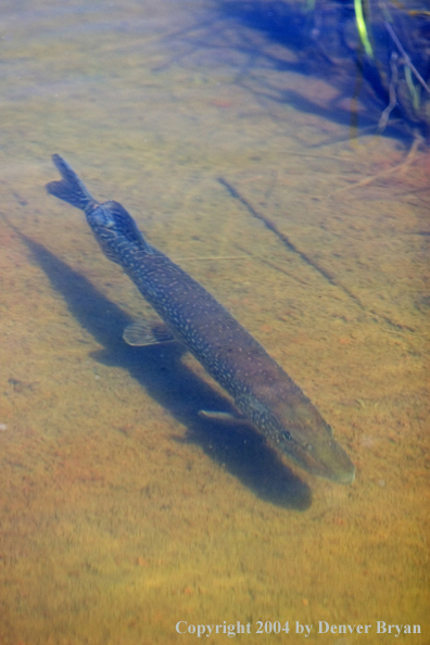 Northern pike cruising the shallows.