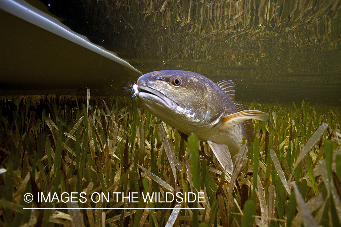 Redfish underwater