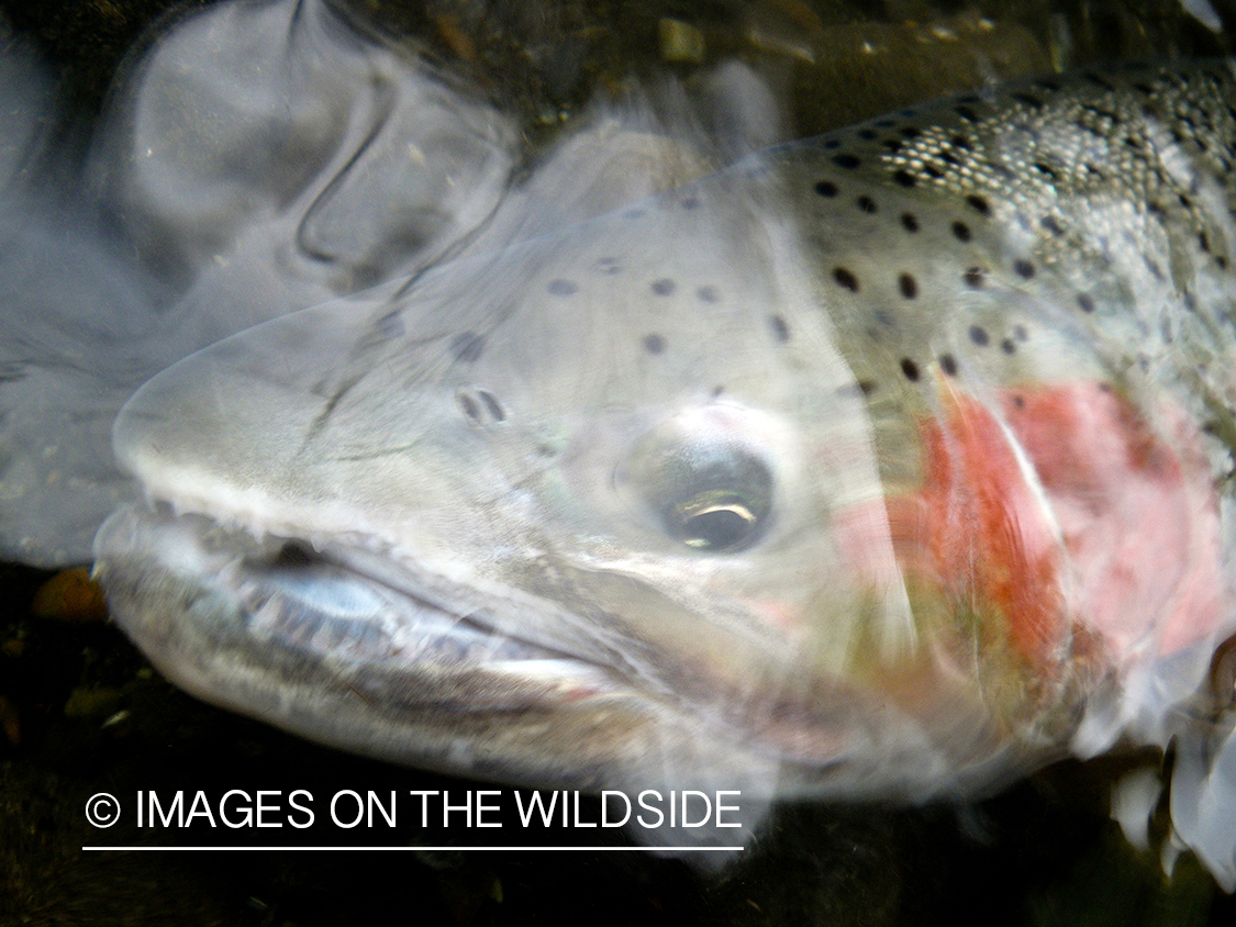 Hooked Steelhead. 