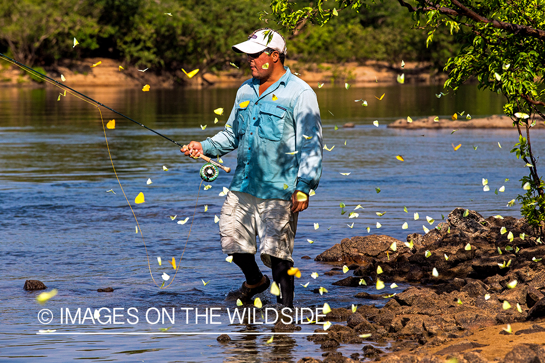 Flyfisherman along river with yellow butterflies in foreground.