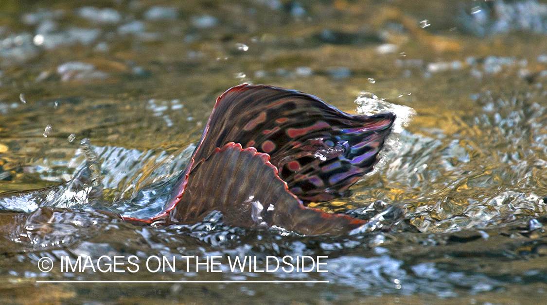 Spawning Grayling. 