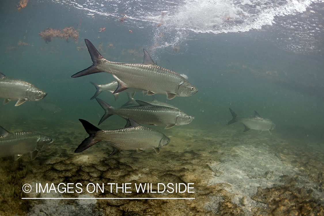 Tarpon underwater.