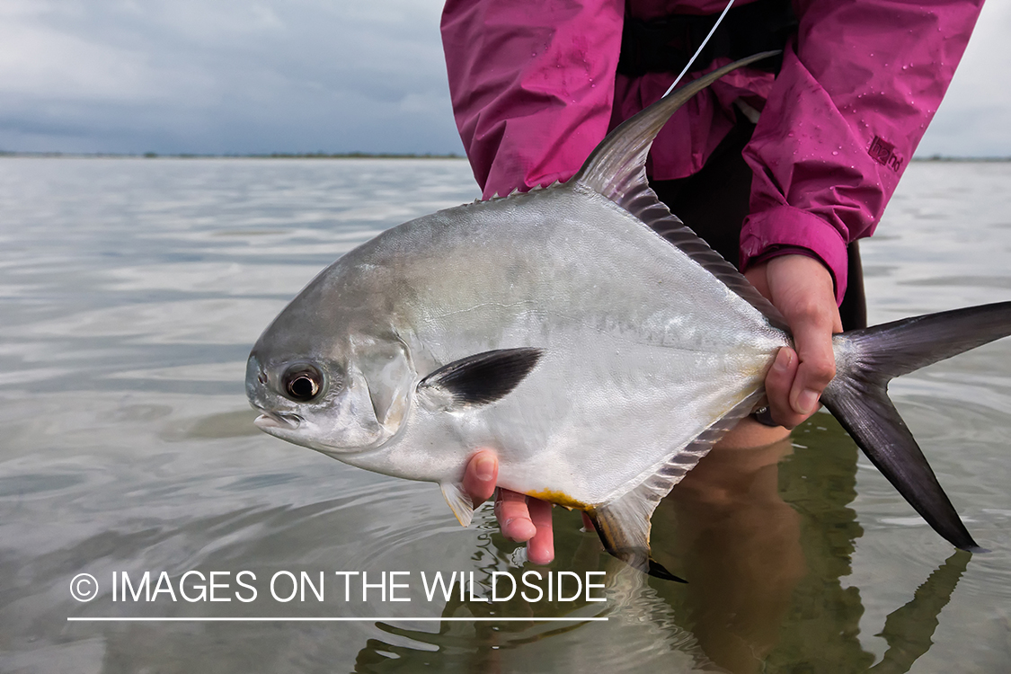 Flyfishing woman with permit.