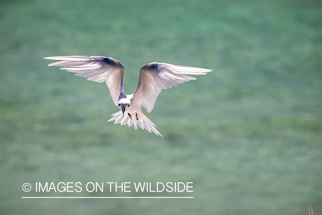 Fairy tern.