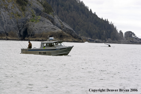 Fishermen in boat with whale off the bow.  (Alaska/Canada)