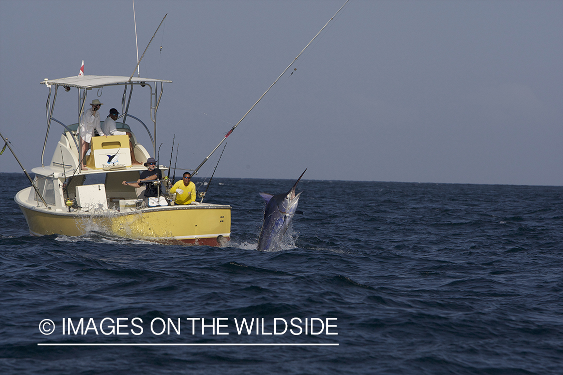 Deep sea fisherman fighting jumping marlin.