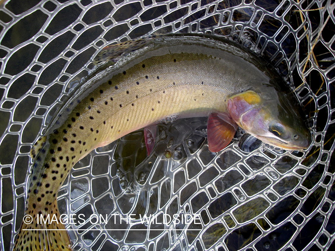 Cutthroat trout in net.