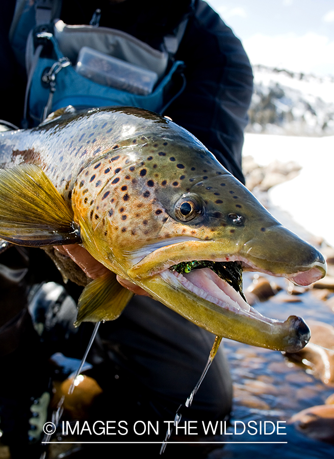 Brown trout.