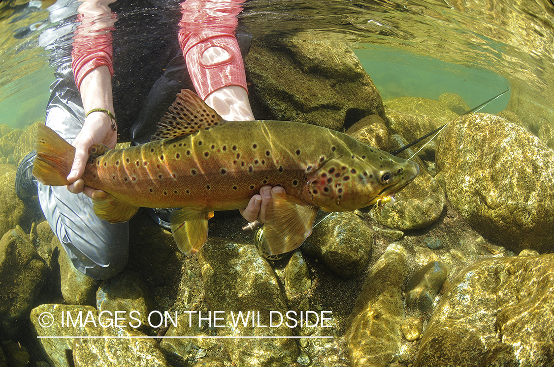 Brown trout in river in chile.