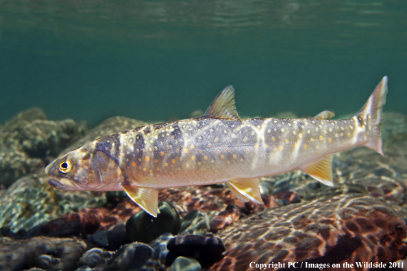 Bull trout, North Fork Flathead, MT. 