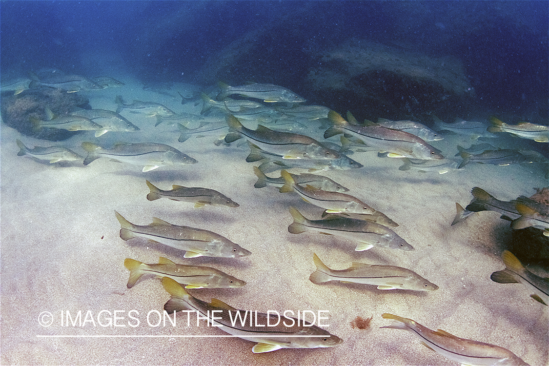 School of snook during spawning season. 