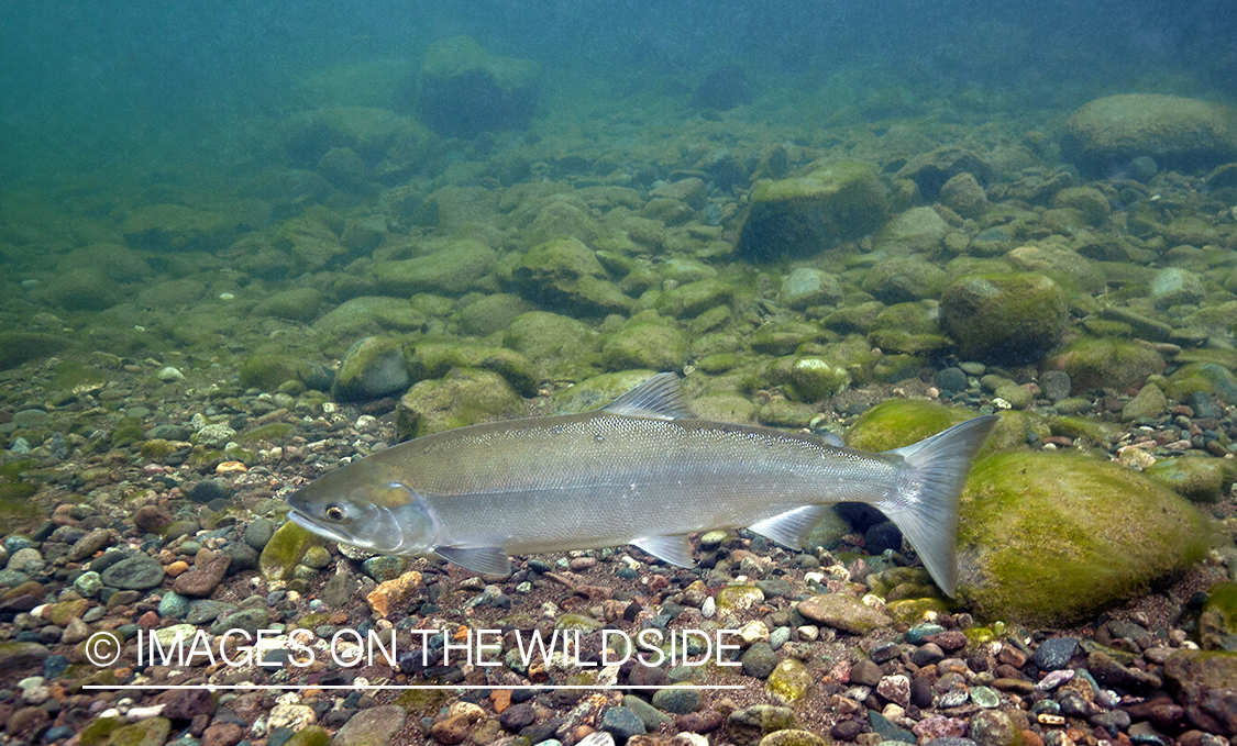 Chrome Sockeye underwater. 