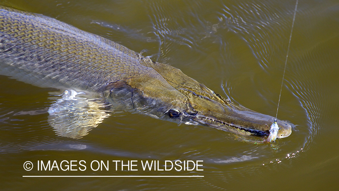 Alligator Gar hooked on line.