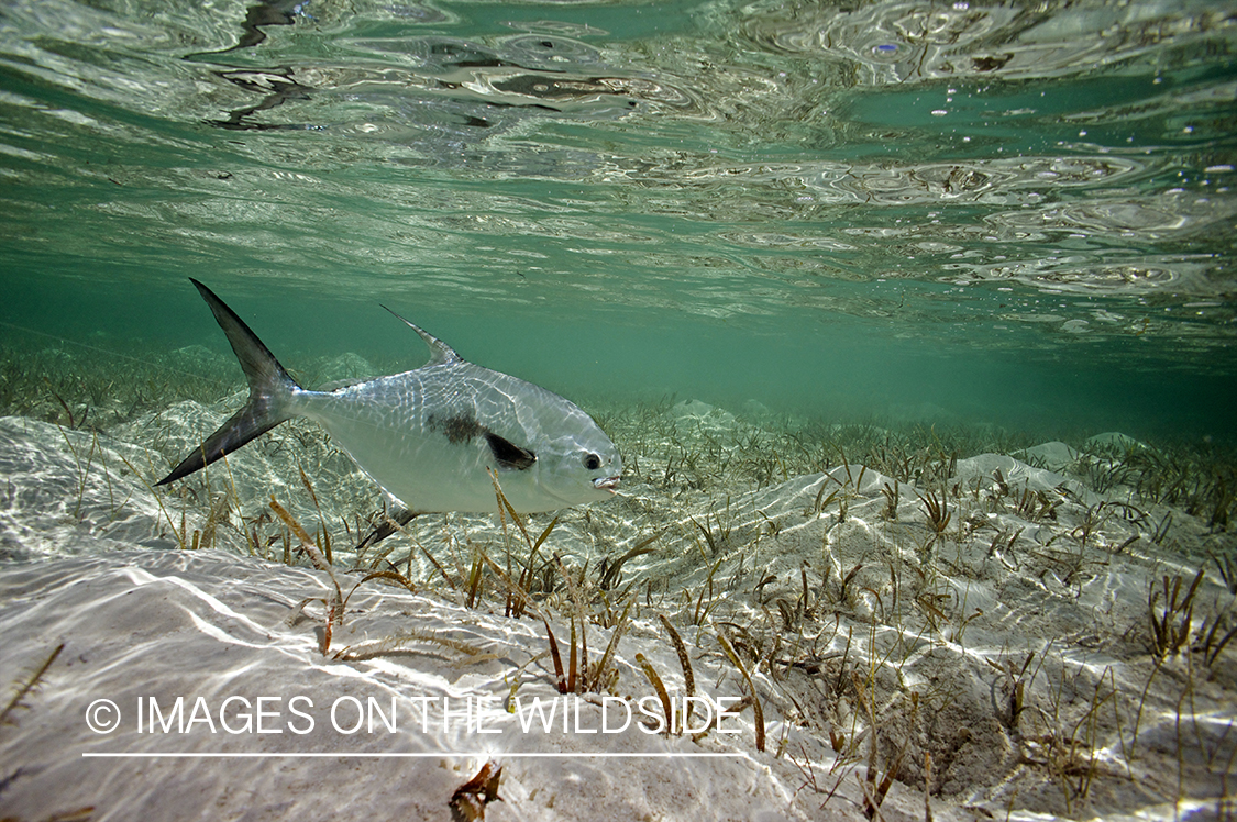 Permit fish in habitat.