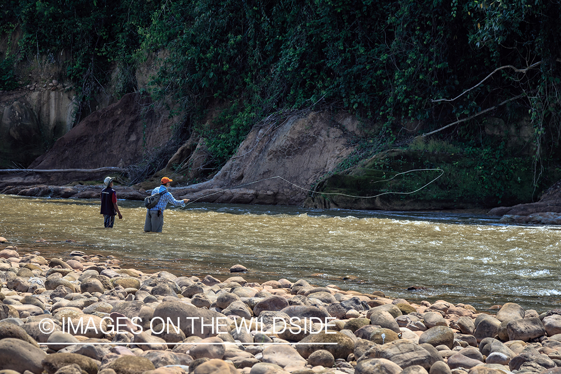 Flyfishing for Golden Dorado in Bolivia.