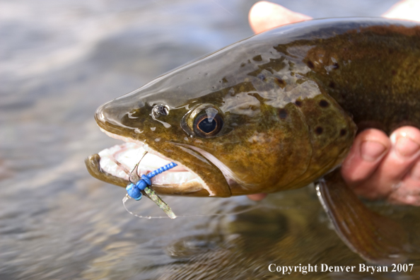 Close-up of brown trout.