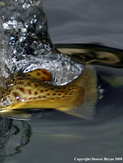 Brown Trout underwater